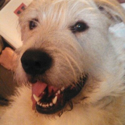 Profile Picture of Carla Starks (@carlastarks1) on Twitter