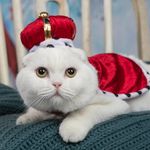 Profile Picture of Mr. Pickles the Scottish Fold (@mr.pickles_the_fold) on Instagram