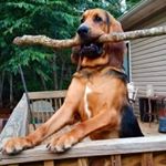 Profile Picture of Duke Hunter Wiley 🐕 (@duke.hunter_the_bloodhound) on Instagram