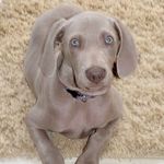 Profile Picture of Joshua Standiford (@joshuastandiford) on Instagram