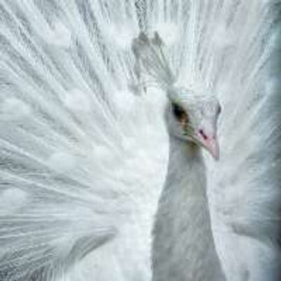 Profile Picture of Kristal Gibson (@kristalg5) on Twitter