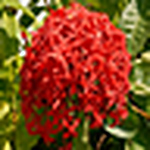 Profile Picture of Angelo Omar Muhammad (@Omar Images) on Flickr
