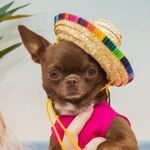 Profile Picture of Великолепная чихуа Джей 🤎 (@jennifer_chih) on Instagram