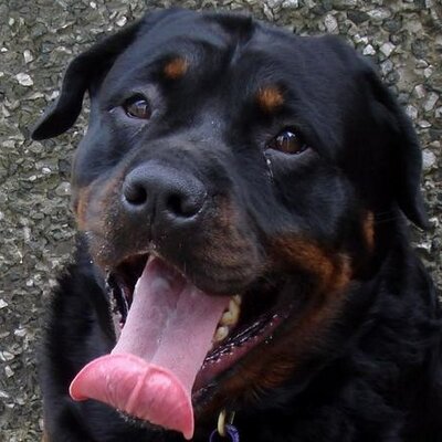 Profile Picture of Dave Nutting (@Coach_Nutting) on Twitter