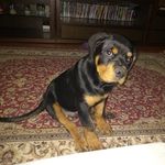 Profile Picture of Patrão Bruce (@patrao_bruce_) on Instagram