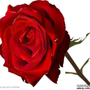 Profile Picture of Ibrahim Taha (@ibrahim.taha.583) on Myspace