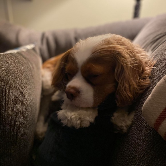 Profile Picture of Becky Grochmal (@beckygrochmal) on Poshmark