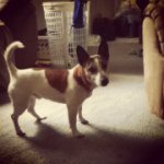 Profile Picture of Jack Russell Terriers (@buddog_and_sassy) on Instagram