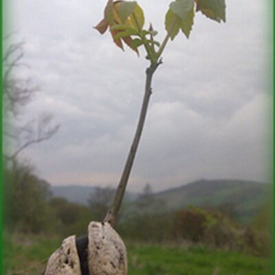 Profile Picture of Jules Newman (@earthglazenfire) on Twitter