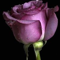 Profile Picture of Cindy Yiznitsky (@cindy-yiznitsky-1) on Quora