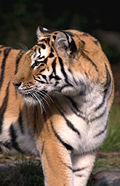 Profile Picture of San Francisco Zoo tiger attackson Wikipedia