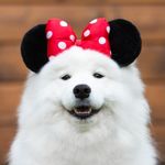 Profile Picture of ALICE THE SAMOYED🤍 (@alice_samoyed_) on Instagram