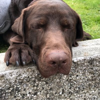 Profile Picture of Steve Rowles (@Steve12941601) on Twitter