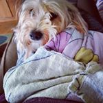 Profile Picture of lisa ruttenberg (@lisafromthemitten) on Instagram