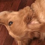 Profile Picture of Zach Rose (@zrose216) on Instagram