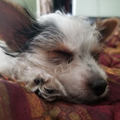 Profile Picture of Jeffrey Mateo (@JeffreyMateo10) on Twitter