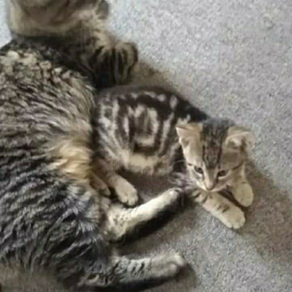 Profile Picture of Sheila Buley (@sbuley) on Poshmark