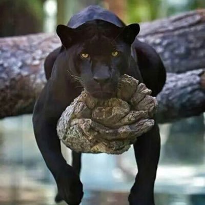 Profile Picture of Shirley Fowler (@August1416) on Twitter