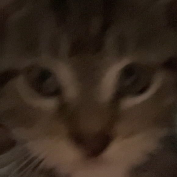 Profile Picture of Madalyn Milburn (@maddienicole200) on Poshmark