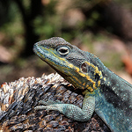 Profile Picture of Jose Ramos (@J.Ramos15) on Flickr