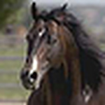 Profile Picture of Sam Walters (@idcowboyus2) on Flickr