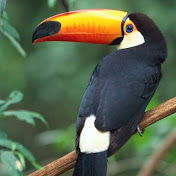 Profile Picture of Charles Lucas (@royluc3) on Youtube