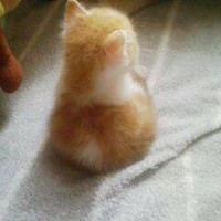 Profile Picture of Alice Chao (@alice-chao-1) on Quora