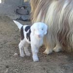 الشاوي - Instagram Profile Picture of الشاوي (@alshawii96) on Instagram