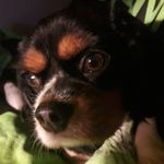 luke bradley - Instagram Profile Picture of luke bradley (@luke.x.x.x.x) on Instagram