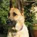 Profile Picture of Rebel Roxy (@foxyroxygsd) on Pinterest