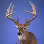 Profile Picture of Dean Matthews (@deans_taxidermy) on Instagram