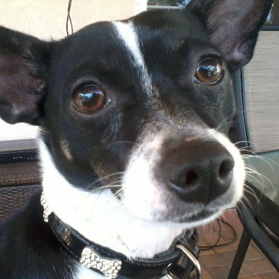 Profile Picture of Chris Scuderi (@JohnCreasy50) on Twitter