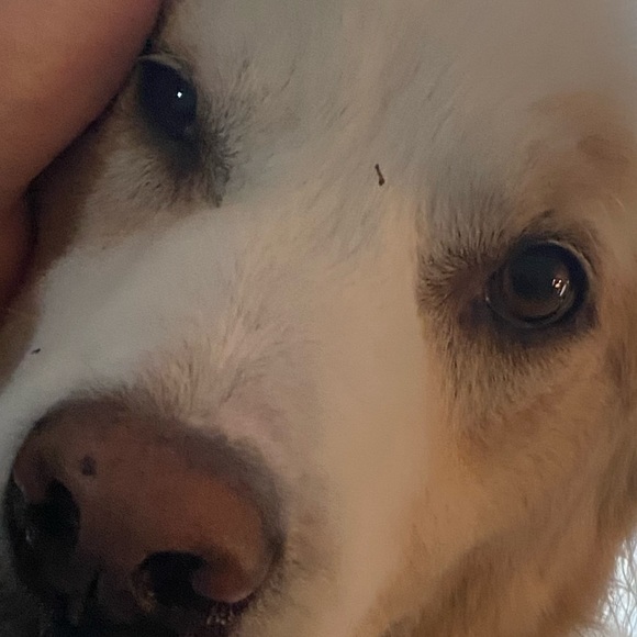 Profile Picture of Conor Dowd (@cdowd03832) on Poshmark