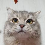 Profile Picture of 후추(통후추) (@tong_huchu0728) on Instagram