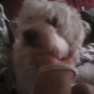 Jeremy Pavia - Twitter Profile Picture of Jeremy Pavia (@pavia_jeremy) on Twitter