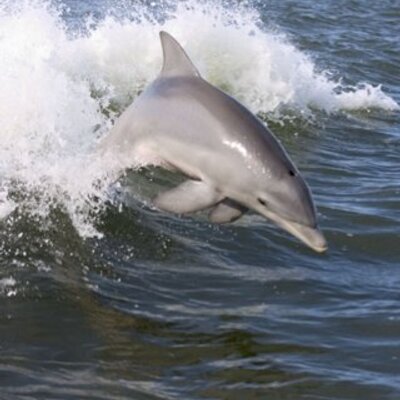 Profile Picture of Jessica Adair (@JJredolphins) on Twitter