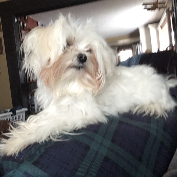 Profile Picture of Kay Senger (@jersey4quick) on Poshmark