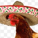 Profile Picture of Jeff Chicken (@jeff.chicken123) on Instagram