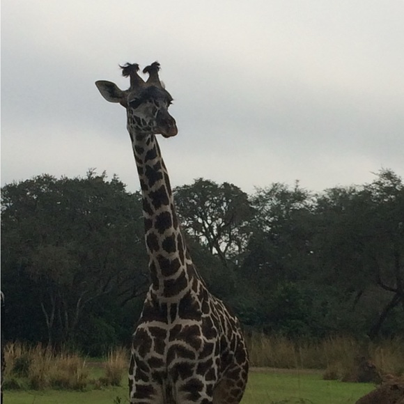 Profile Picture of Robin Shousky (@rshousky) on Poshmark