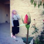 Profile Picture of Aseel Ibrahim (@aseel_alallaf) on Instagram