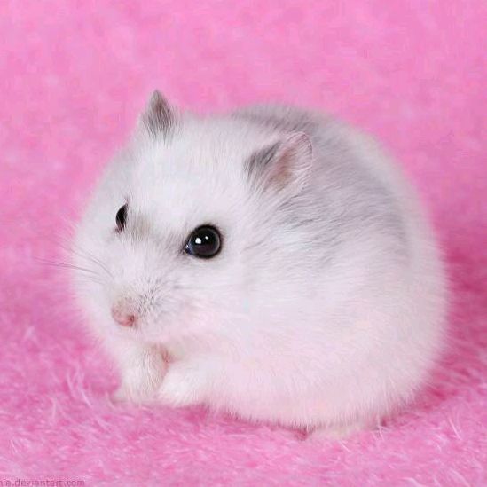 xxx xxx - Tiktok Profile Picture of xxx xxx (@fauelpels) on Tiktok