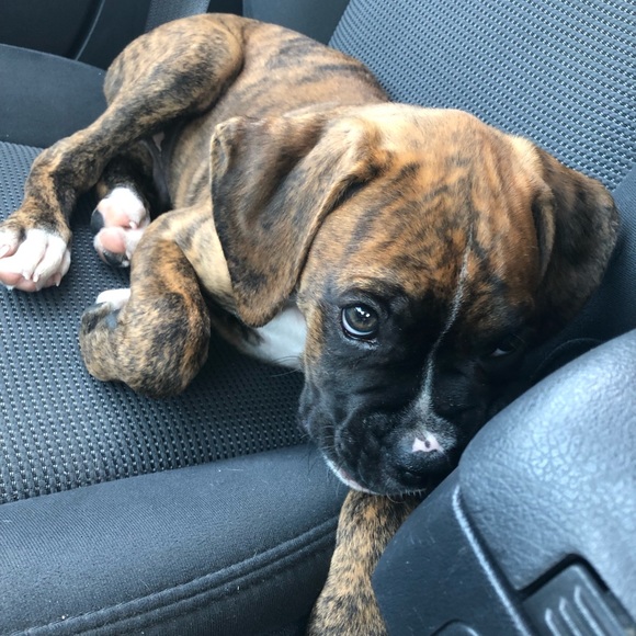 Profile Picture of Samantha Czellecz (@samczellecz) on Poshmark