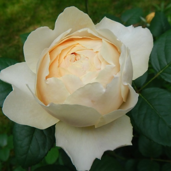 Profile Picture of Brandy Allen (@gladfulspirit) on Poshmark