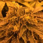 Profile Picture of NSellers (@nicholassellers87) on Instagram