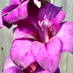 Profile Picture of Victoria Reynolds (@reynolds2515) on Pinterest