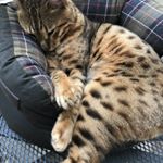 Profile Picture of Angela Bartholomew (@abartholomewx) on Instagram