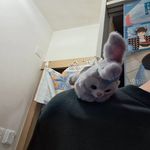 Profile Picture of Jason Yuen (@jason_y_1201) on Instagram