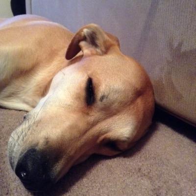 Profile Picture of Dan Hudock (@Hudawg) on Twitter