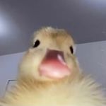 Profile Picture of Averie  Edmonson (@averie.kate) on Instagram