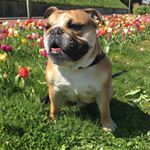 Profile Picture of Jack (English Bulldog) (@jackthelovingbulldog) on Instagram